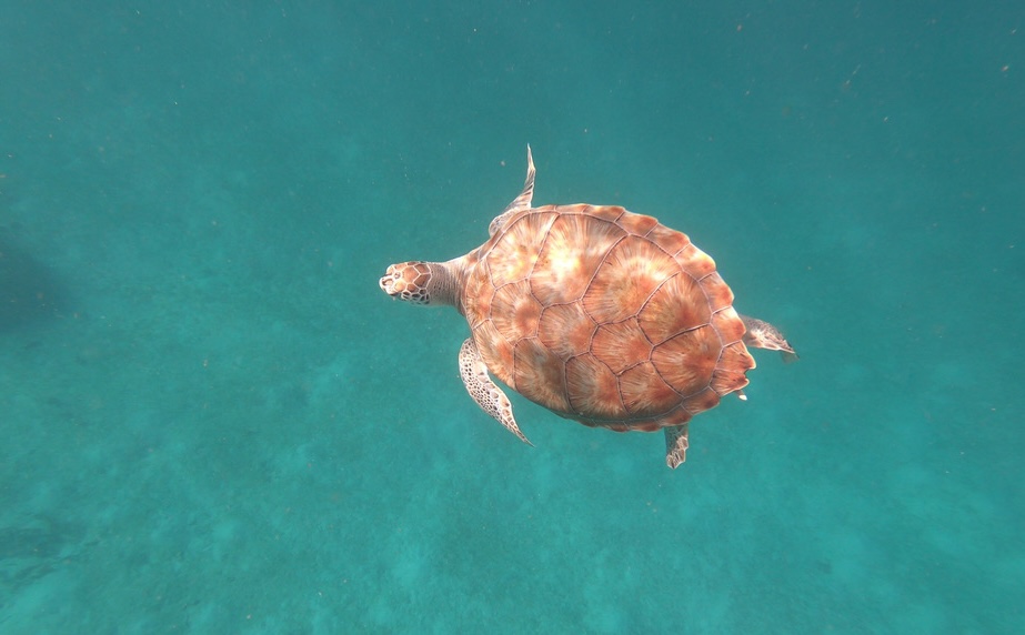 Tortue marine sous l’eau